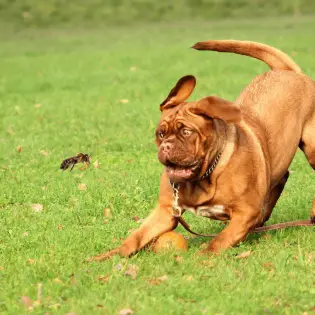 Dog Stung by Bee? Here Is What You Need To Do