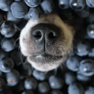 Are Blueberries Good For Dogs