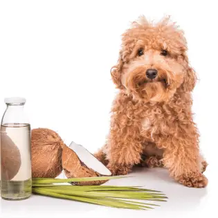 What Is The Best Coconut Oil For Your Dog