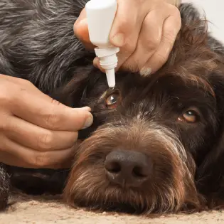 Dog Eye Infection - Causes & Treatment