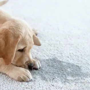 Best Carpet Cleaning Solution for Pets