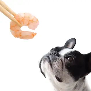 Can Dogs Eat Shrimp?