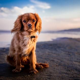 How To Prepare For A Dog Beach Day