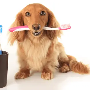 Dog Toothbrush - Most Important Things