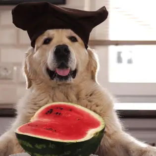 Can Dogs Eat Watermelon?