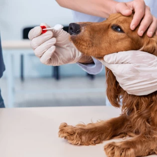 Cushingova bolest kod pasa: što trebate znati