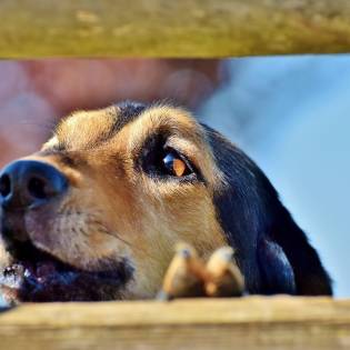 Top 7 Most Talkative Dog Breeds