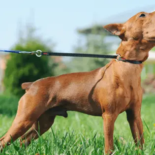 3 Anti-Barking Device That Actually Work