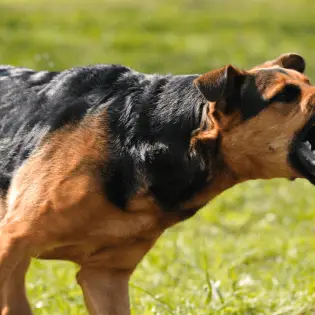 7 Possible Reasons Why Dogs Bark