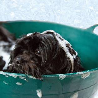 What is the Best Dog Shampoo?