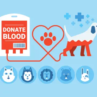 Can Dogs Donate Blood?