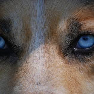 Top 10 Dog Breeds With Blue Eyes (With Pictures)