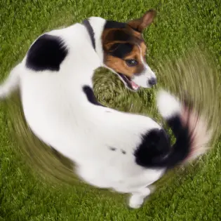 Why Do Dogs Chase Their Tails? 5 Possible Reasons