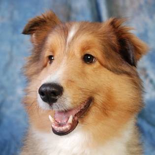 Collie - Beautiful Herding Dog Breed