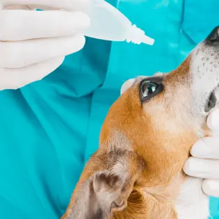 Conjunctivitis In Dogs: Causes, Symptoms & Treatment