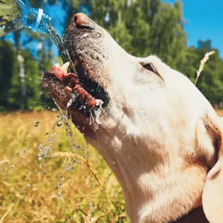 Pedialyte for Dogs - Is It Safe For Dogs?