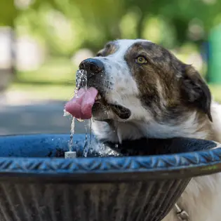 The Best Dog Water Fountains