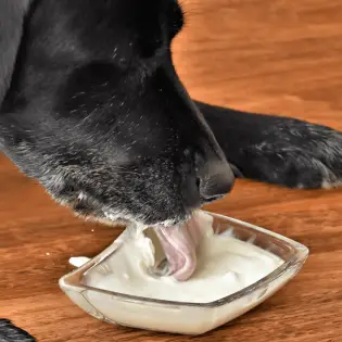 Is Yogurt Safe for Dogs?