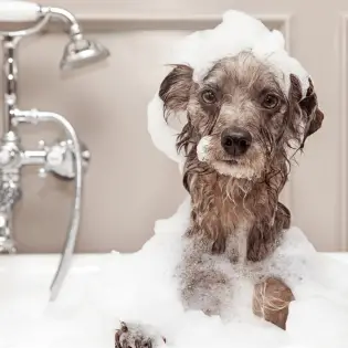 Here is How You Can Become a Dog Groomer