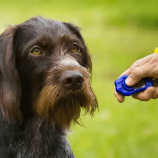 Getting Started With Clicker Training