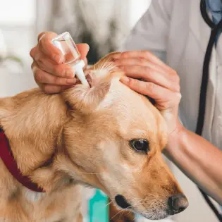 Dog Ear Infection - Causes, Treatments & Prevention