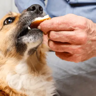 Can Dogs Eat Cantaloupe?