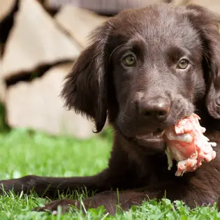 Can Dogs Eat Raw Chicken?