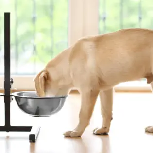 Elevated Dog Bowls - Best Choices in 2023