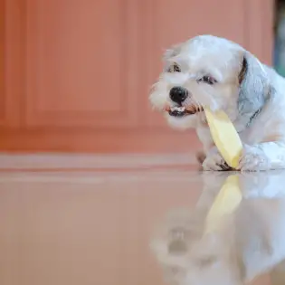 How to Safely Feed Mango to Your Dog?