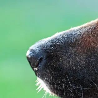 Iscjedak iz oka psa - što određena boja iscjetka znači?