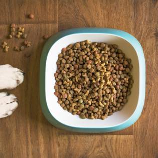 Best Dog Food for Sensitive Stomach