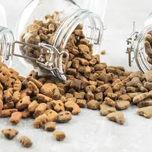 Best Dog Food Containers You Must Have In 2023