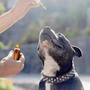 Should You Give CBD Treats to Your Dog