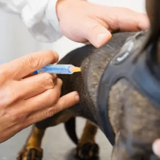 DHPP Vaccine for Dogs - What's In It