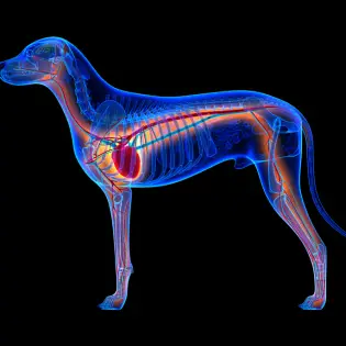 How Dangerous It Is: Congestive Heart Failure in Dogs