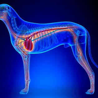 How Dangerous is DCM in Dogs?