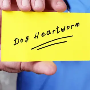 Which Heartworm Medicine Should You Pick