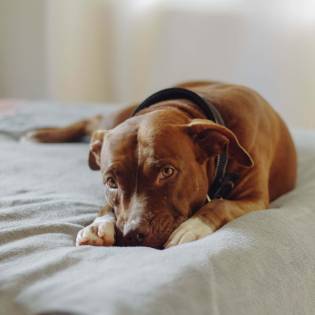 6 Reasons Why Your Dog Is Hiding Under The Bed