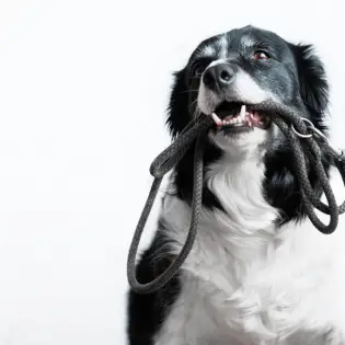 Best Rope Leashes for Dogs