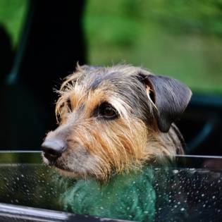 Dogs In Hot Cars: How To Save Them?