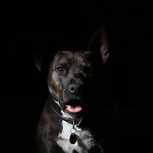 Can Dogs See In The Dark & Science Behind It