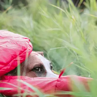 Best Dog Sleeping Bags