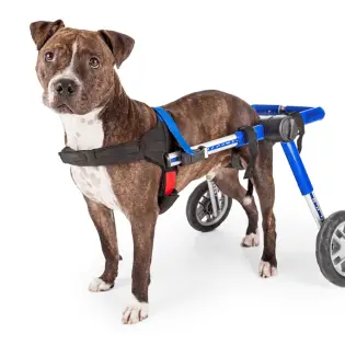 How to Choose The Best Dog Wheelchair?