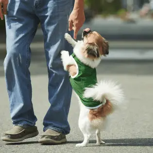 5 Easy Steps To Teach Your Dog to Stop Jumping on People