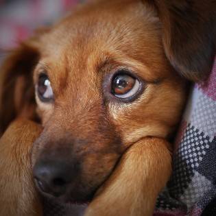 Anemia in Dogs - How to Help Your Dog?