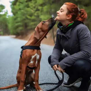 Why Do Dogs Lick?