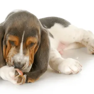 Dog Licking Paws - What Does it Mean