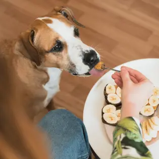 Is Peanut Butter Good for Dogs?