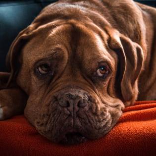 Melatonin For Dogs - Dosage And Tips