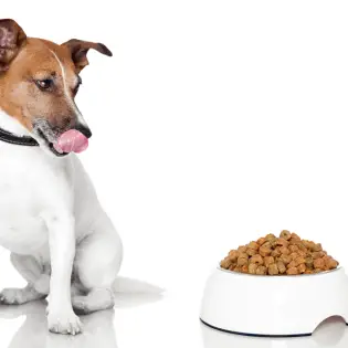 Low Sodium Dog Food [2023 Review]